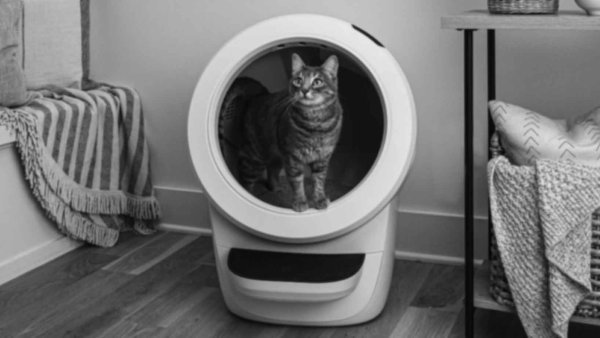 a cat